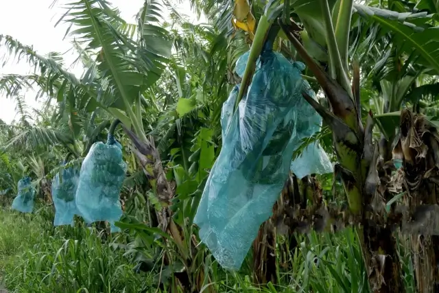 Bolsa Platanera