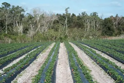Plástico Negro para la Agricultura